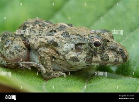 frog reproduction cycle Stock Photo - Alamy