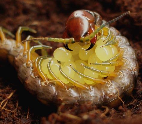 🔥 Giant Centipede holding her eggs. : r/NatureIsFuckingLit