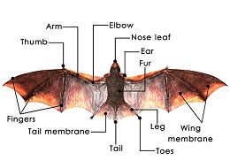 Diagram Of Bat Anatomy With Labeled Parts