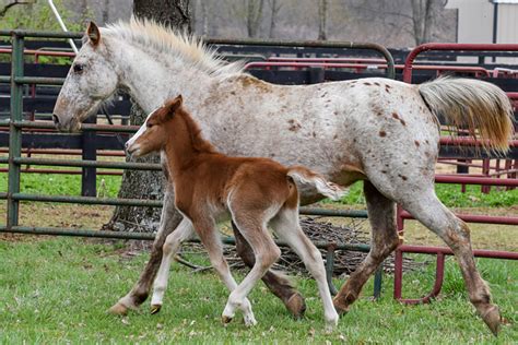 A Horse of a Different Color: Common Equine Coat Colors! | ASPCA