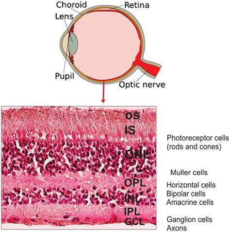 Layers Of Retina - abangduaw