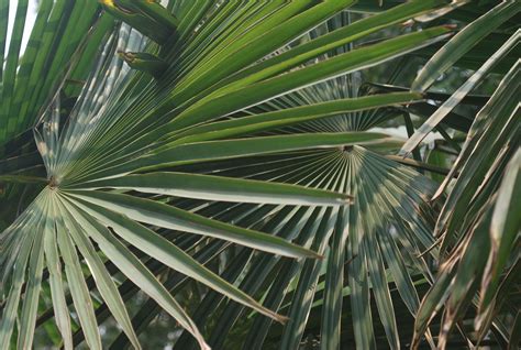 Palm Tree Leaves Free Stock Photo - Public Domain Pictures