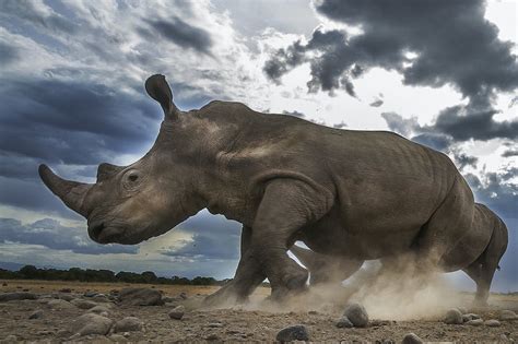 Moving African rhinos: what it takes to translocate an endangered species