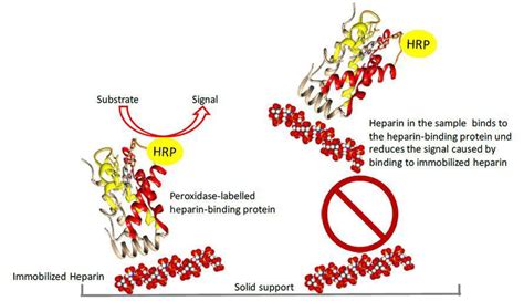 Basic principle of the competitive heparin ELISA | Download Scientific Diagram