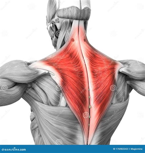 Sistema Muscular Humano Parte Trapézio Anatomia Muscular Ilustração ...