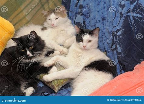 Three cats sleep together stock image. Image of comfort - 183534607