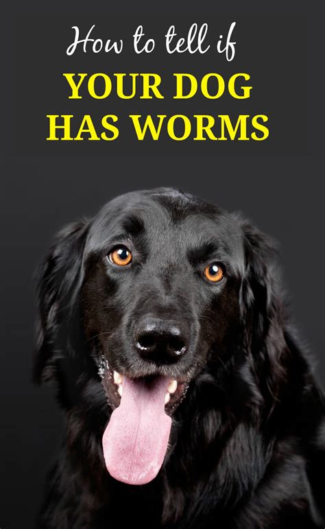 Symptoms of Worms in Dogs - PBS Pet Travel