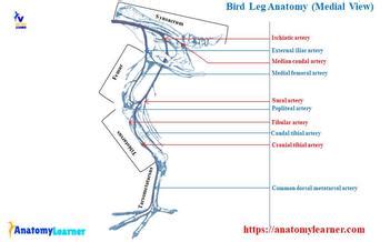 Bird Leg Bones