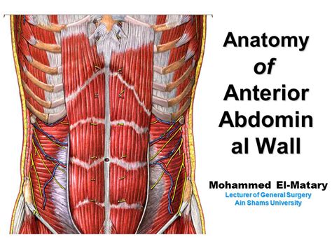 Anatomy Of Abdominal Wall