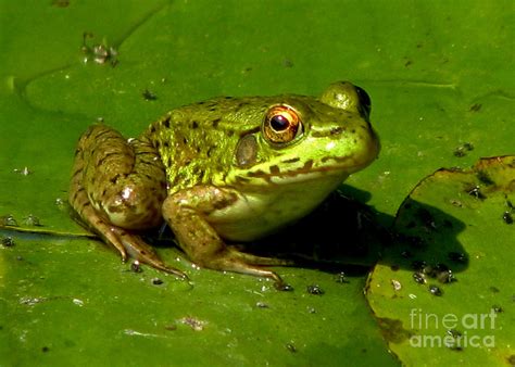 Frog on a Lily Pad Photograph by Inspired Nature Photography Fine Art ...