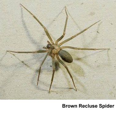 Brown Recluse Spider