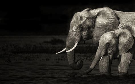 Black Elephant Wallpapers - Top Free Black Elephant Backgrounds ...