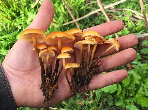 Growing: Enokitake Mushrooms in the Currant Patch