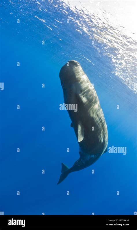 Young Sperm Whale Physeter catodon Azores Atlantic Ocean Portugal Stock ...