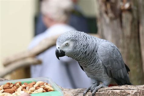 African Grey Parrot Sick Symptoms - Ask A Bird Vet