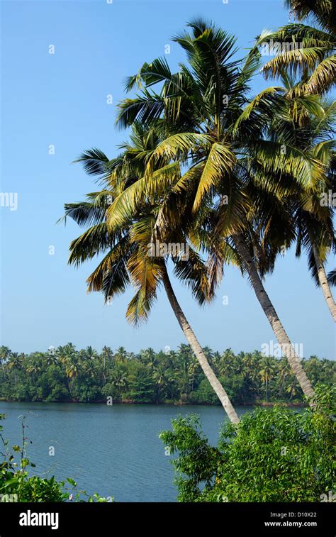 Coconut Palm trees Landscape and Kerala Backwaters scenery in South ...