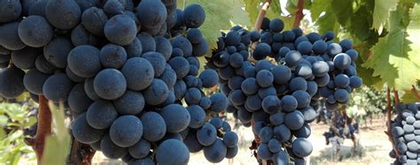 With Italy’s grape harvest well underway, growers are optimistic about results – Iacctexas