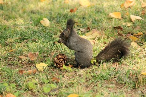 Squirrel Animal Pine - Free photo on Pixabay - Pixabay