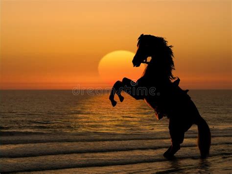 Horse on beach at sunset stock photo. Image of landscape - 7115962