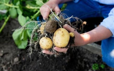 Potato Plant spacing: How Far Apart To Plant Potatoes?