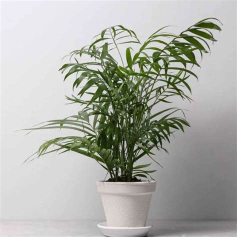 Majesty Palm Care Guide & Plant Profile - The Contented Plant