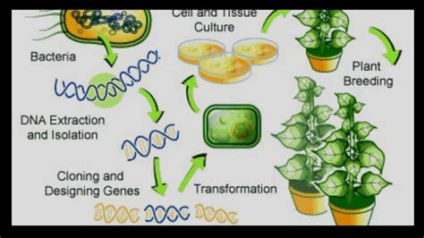 Genetic modification (GM) of crops and how is it done? Know about the types and more