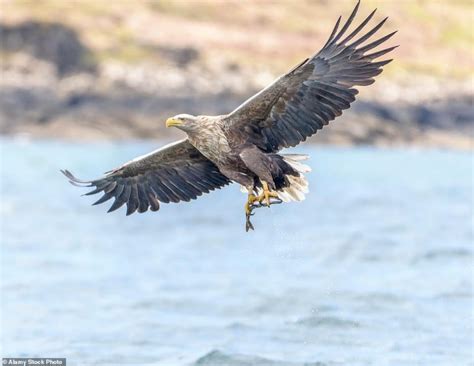 The Indian Birds of Prey - Charismatic Planet