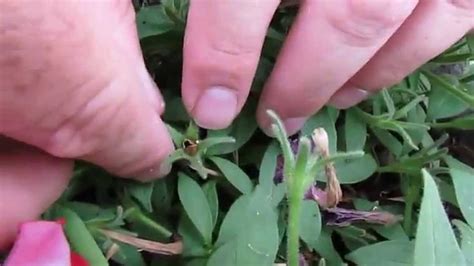 How to Collect Petunia Seeds | Petunias, Growing seeds, Seeds