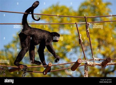 Spider monkey, a primate that has a prehensile tail, very common on the Amazon Forest, Brazil ...