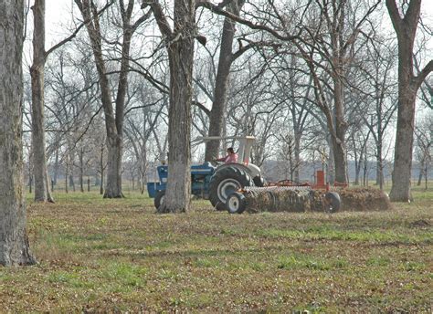 Northern Pecans: Pecan harvest 2011