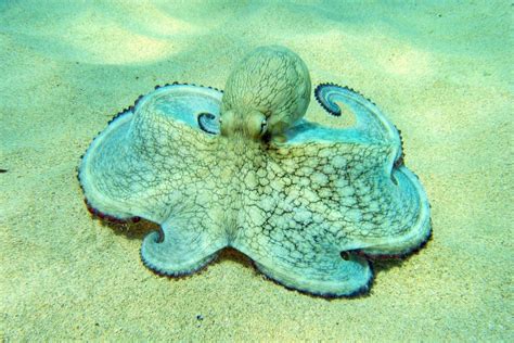 10 Octopus Adaptations (Evolutionary Secrets!) – Fauna Facts