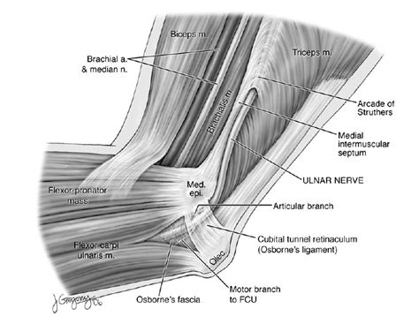 Ulnar nerve compression | Publisso