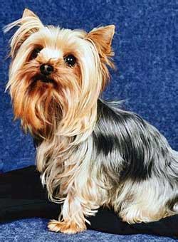 Yorkie Bichon Mix Breed - Best Dog Breeds