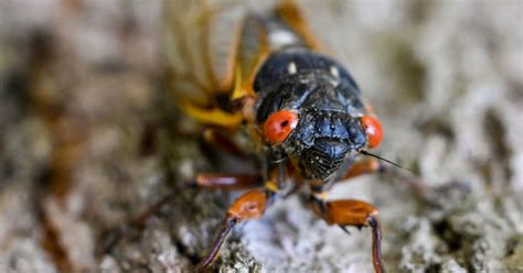 Brood X Cicadas Had A Good Run, But Now It's Time For Dog-Day Cicadas ...