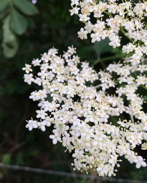 Elderflower. | Elderflower, Edible flowers, Wild food