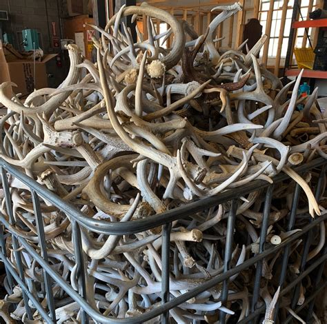 5 Lbs of Whitetail Deer Antler Sheds Grade B Lot Bulk Craft - Etsy