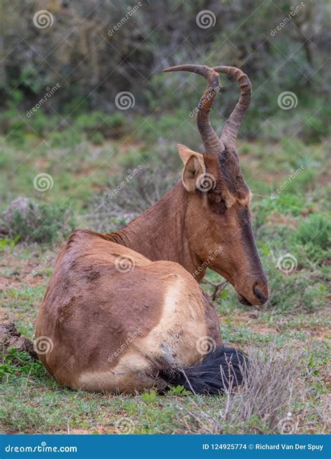 Red Hartebeest An Antelope Found In Africa Stock Photo - Image of found, outdoors: 124925774