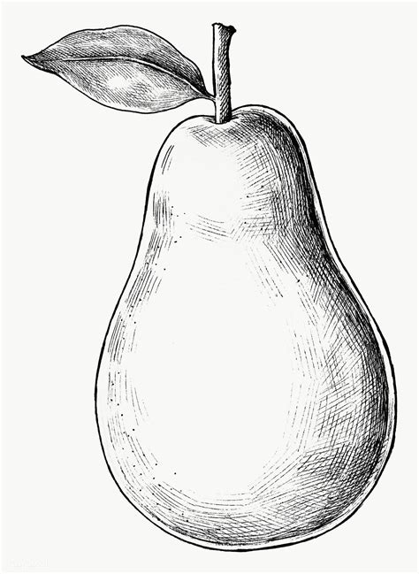 Hand drawn fresh pear fruit transparent png | free image by rawpixel.com | How to draw hands ...