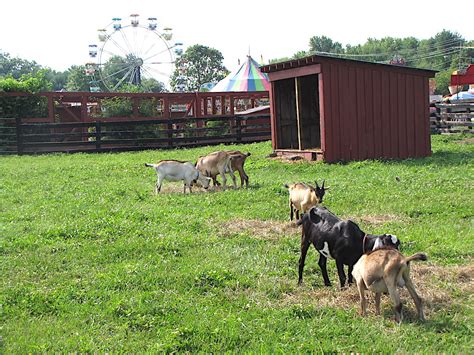 Plan for Fun at the 4-H Fair & Carnival at Frying Pan Farm Park, August 2-5! | KidFriendly DC