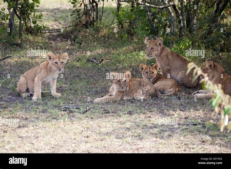 family of lion cubs Stock Photo - Alamy