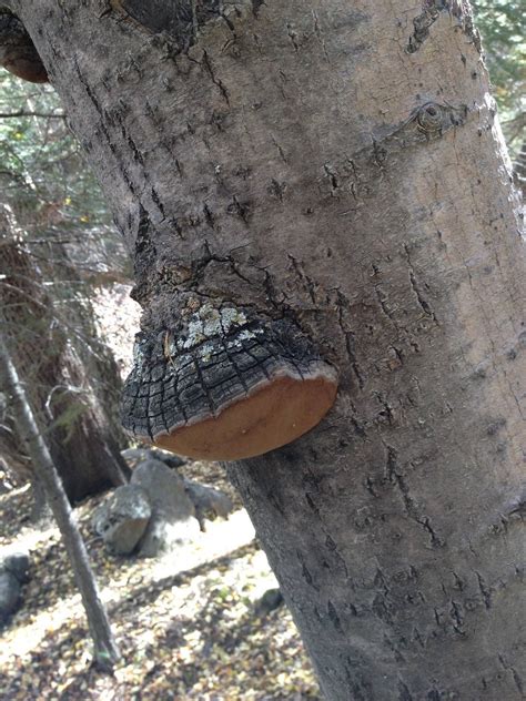 Chaga mushroom? - Mushroom Hunting and Identification - Shroomery Message Board