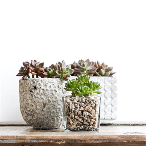 5 Great Ideas for Succulent Containers - Keeping With The Times