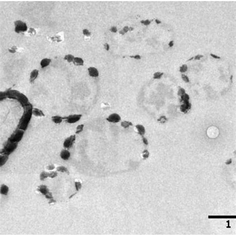 Sulfolobus Acidocaldarius Archaea Stock Image C012