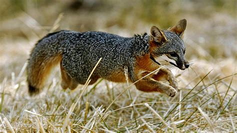 Once Nearly Extinct California Island Foxes No Longer Endangered | Connecticut Public Radio