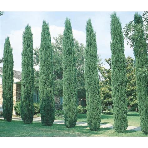 Shop 3.25-Gallon Italian Cypress Feature Tree (L3291) at Lowes.com