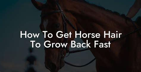 How To Get Horse Hair To Grow Back Fast - How To Own a Horse