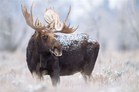 Falling snow collects on a bull moose as he browses in sagebrush flats ...