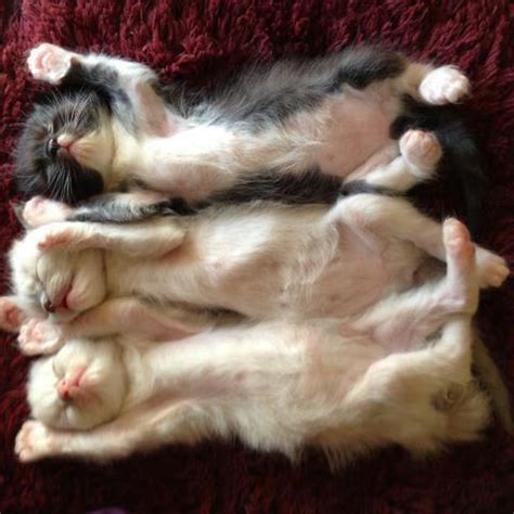 Three Cute Funny Kittens Sleeping | Cute & Fun