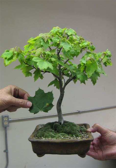 40 Sugar Maple Seeds w/ 10-year Bonsai Growing Guide / Xx Xx - Etsy