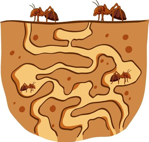 Underground ant nest with red ants 3332531 Vector Art at Vecteezy